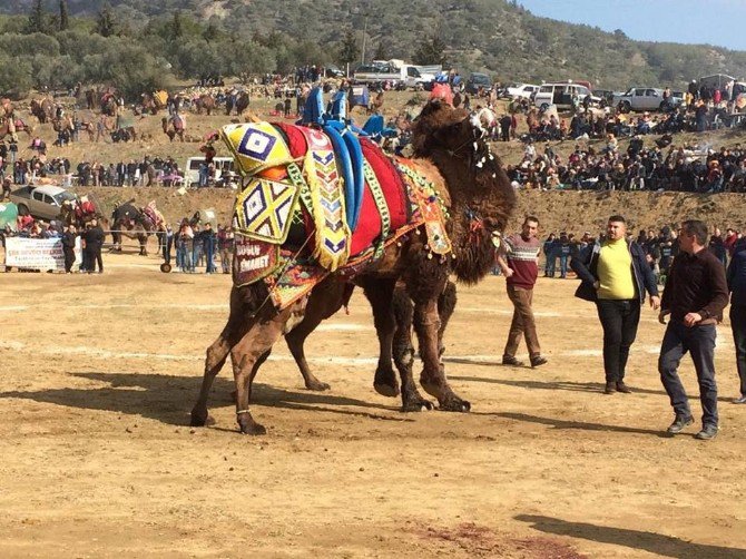 Kuyucak Deve Güreşi Festivali Renkli Başladı