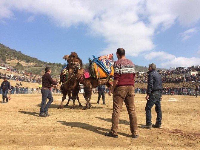 Kuyucak Deve Güreşi Festivali Renkli Başladı