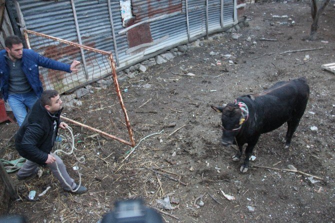 Çılgına Dönen Boğa 5 Kişiyi Yaraladı