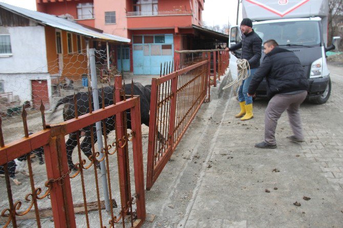 Çılgına Dönen Boğa 5 Kişiyi Yaraladı