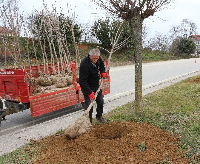 Akçakoca Belediyesi Ağaçlandırmaya Önem Veriyor