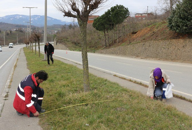 Akçakoca Belediyesi Ağaçlandırmaya Önem Veriyor