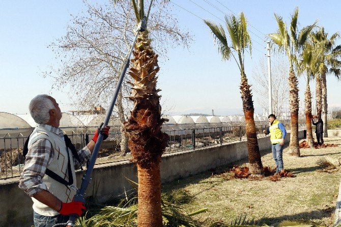 Akdeniz’deki Park Ve Bahçelere Bahar Bakımı