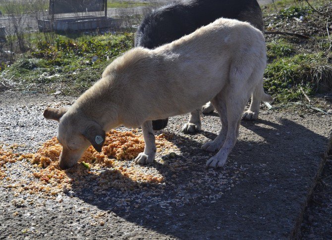 Belediye İşçisi Üç Ayaklı Köpeğine Gözü Gibi Bakıyor