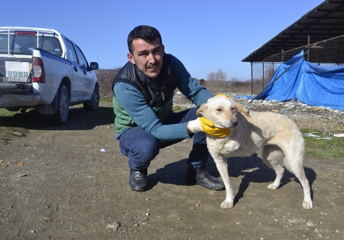 Belediye İşçisi Üç Ayaklı Köpeğine Gözü Gibi Bakıyor