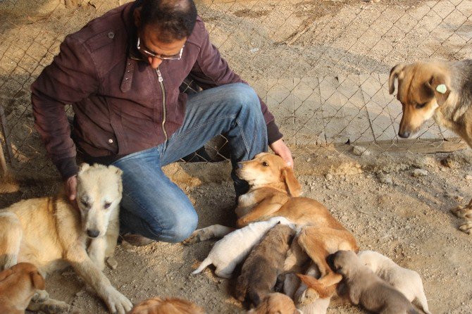 Köpek Deyip Geçmeyin, Dişi Köpeklerin Merhameti Şaşırttı