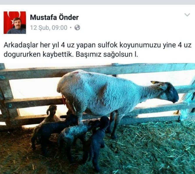 Ölen Koyunu İçin Sosyal Medyadan Başsağlığı Mesajı Paylaştı