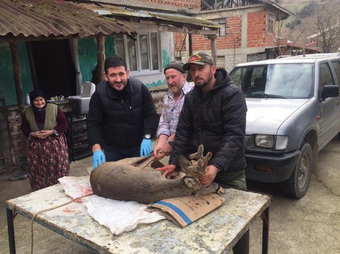 Köpeklerin Saldırdığı Yaralı Karaca Kurtarıldı