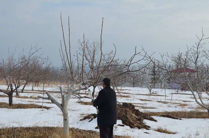 Aşılı Ceviz Fidanları Adilcevaz Ekonomisini Canlandıracak