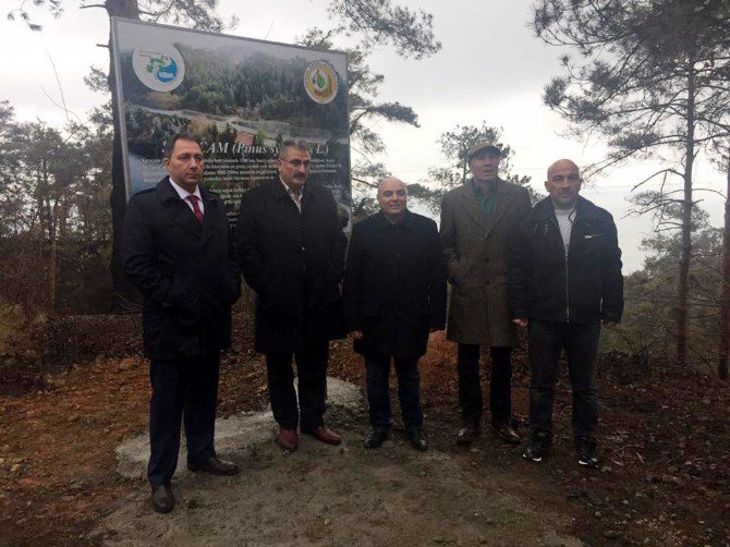 Çamburnu Ormanı Bir Daha Yanmasın Diye Harekete Geçildi