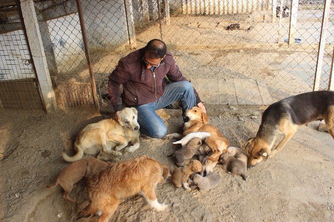 Köpek Deyip Geçmeyin, Dişi Köpeklerin Merhameti Şaşırttı