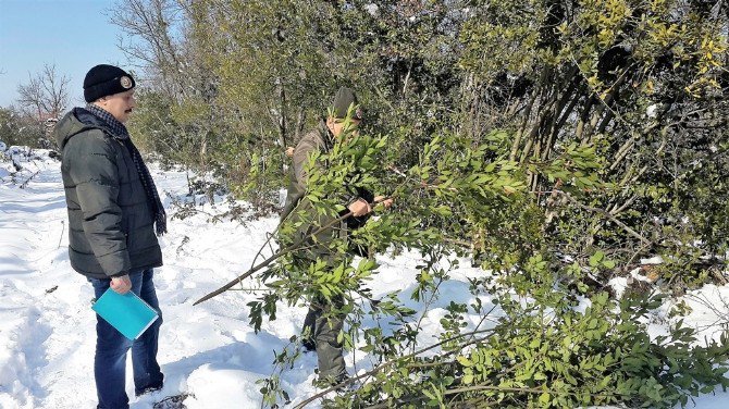 2017 Yılı Odun Dışı Ürün Envanter Çalışmalarına Defne İle Başlandı