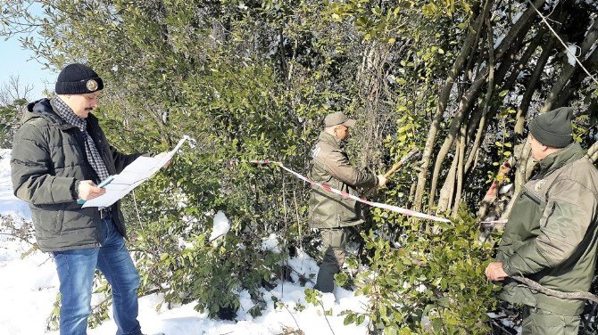 2017 Yılı Odun Dışı Ürün Envanter Çalışmalarına Defne İle Başlandı