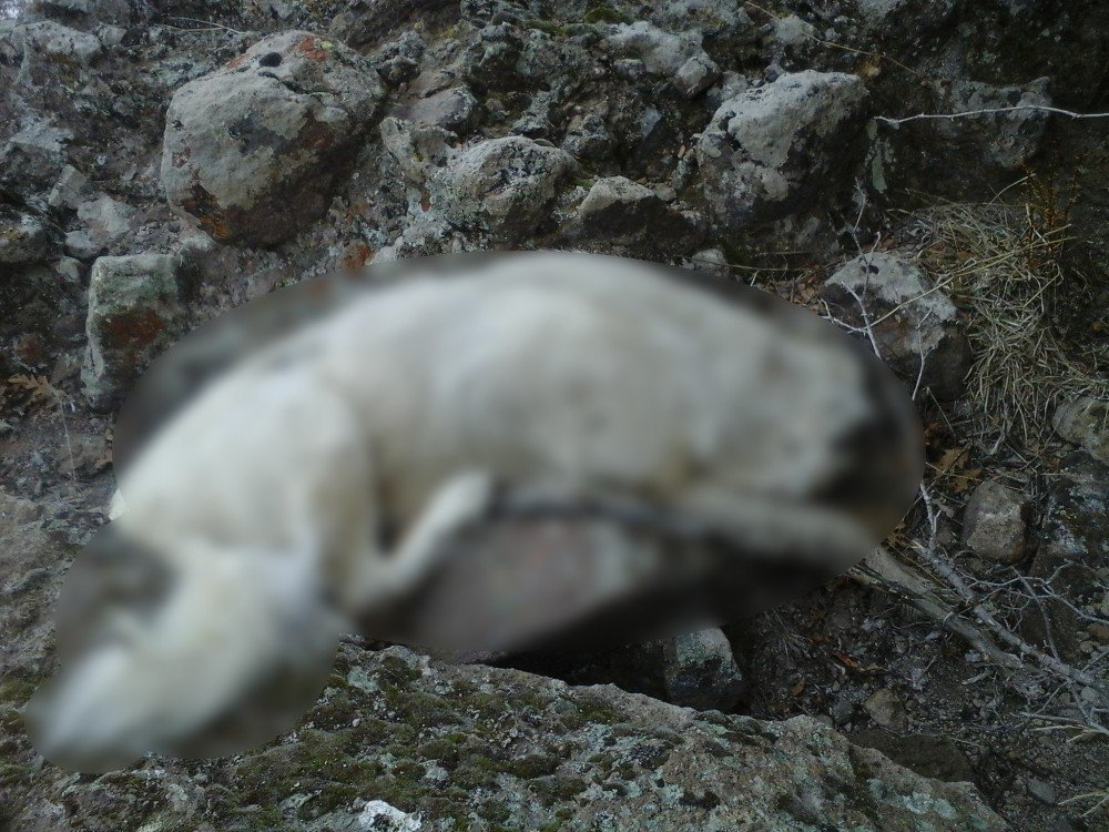 Afyonkarahisar’da Köpek Katliamı İddiası