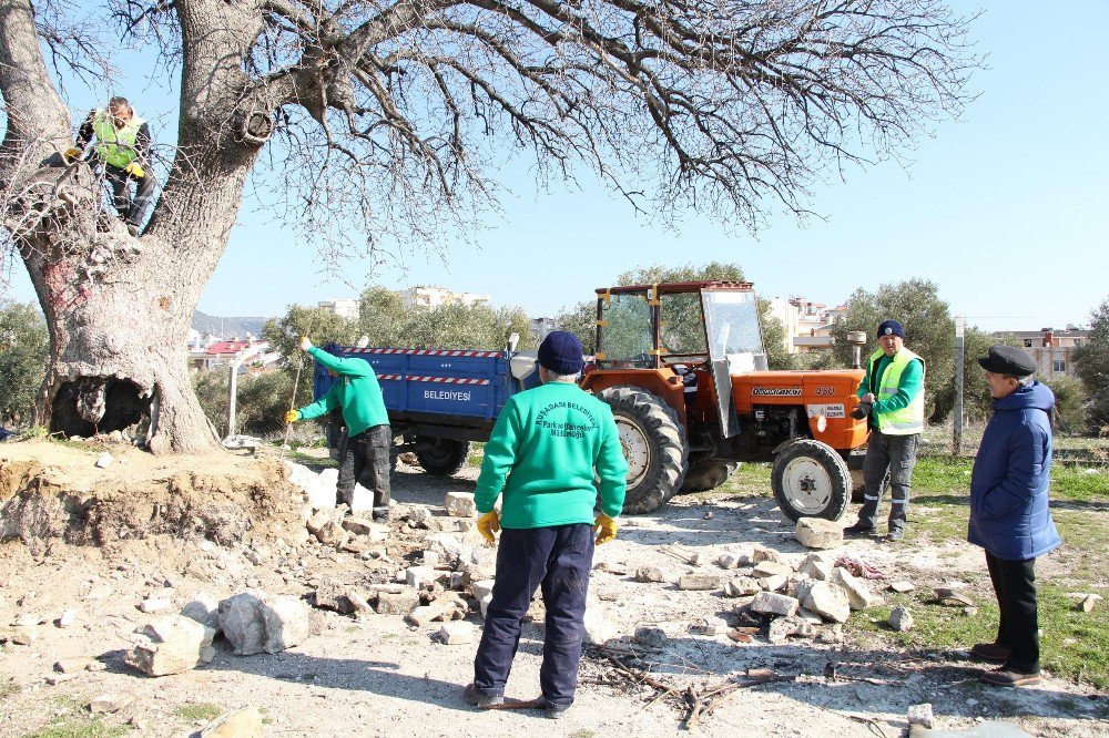 Kuşadası’ndaki Anıt Ağaçlar Restore Ediliyor