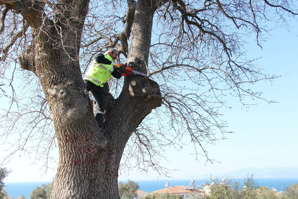 Kuşadası’ndaki Anıt Ağaçlar Restore Ediliyor