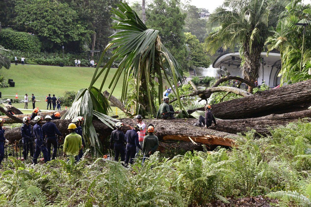 Singapur’da 270 Yıllık Ağaç Devrildi: 1 Ölü