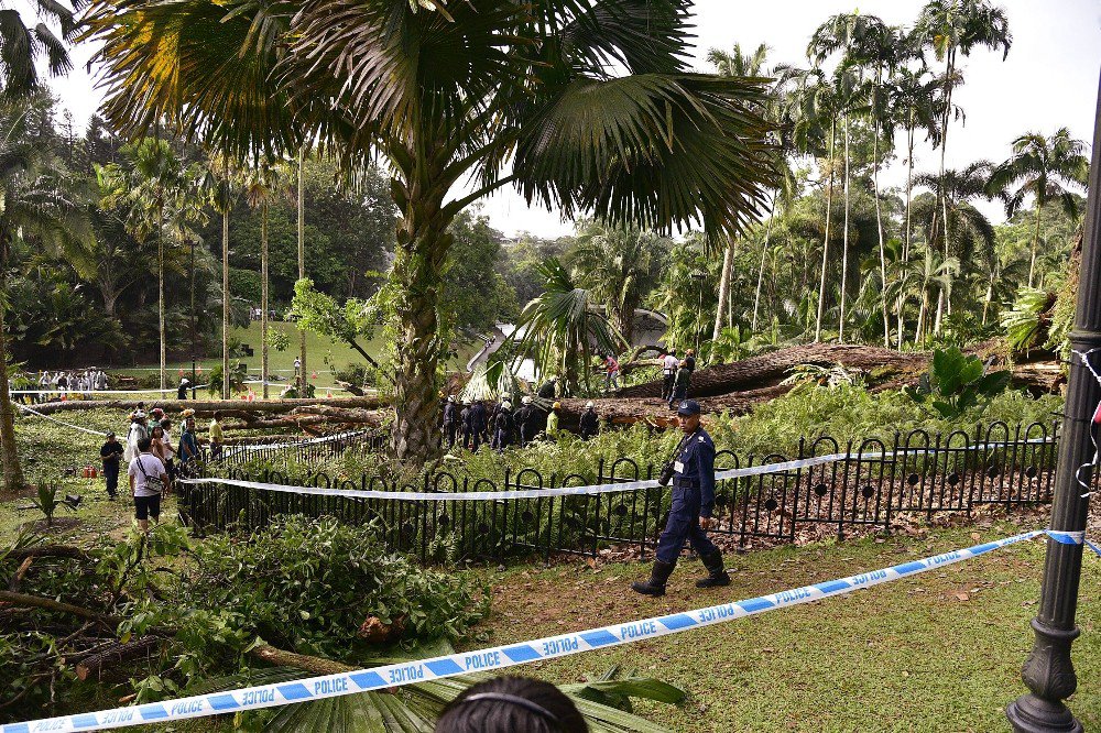 Singapur’da 270 Yıllık Ağaç Devrildi: 1 Ölü