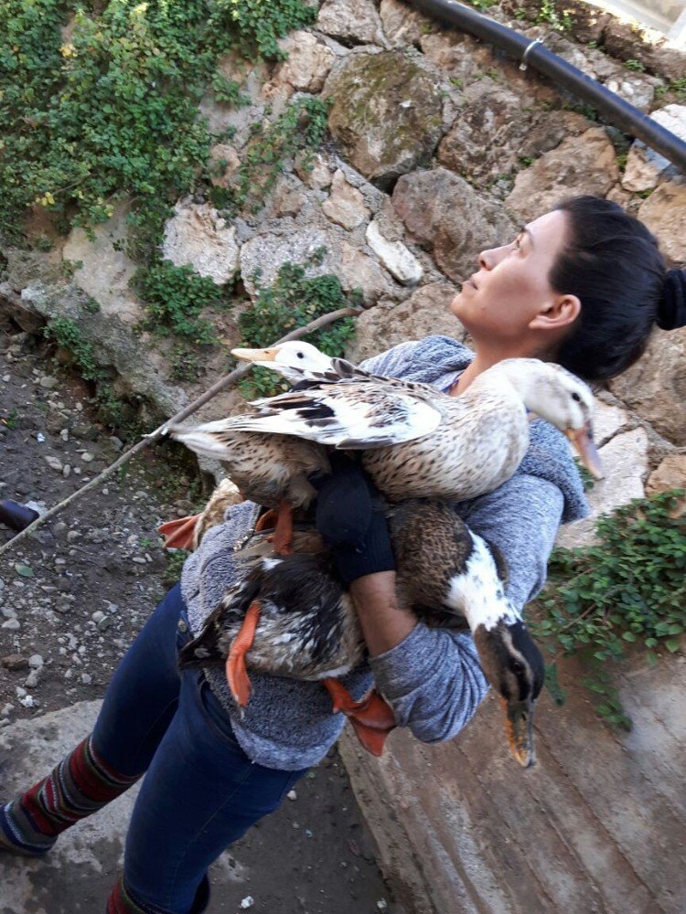 Antalya’da Mahsur Kalan Ördek Seferberliği