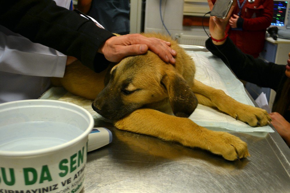 Kurtarılan “Kuyu” İsimli Köpek Tedavi İçin Hayvan Hastanesine Gönderildi