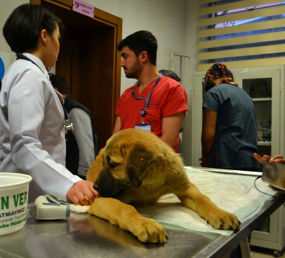 Kurtarılan “Kuyu” İsimli Köpek Tedavi İçin Hayvan Hastanesine Gönderildi