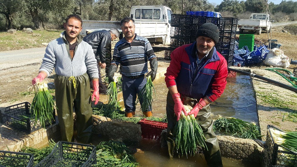 Doğal Antibiyotik Yeşil Soğan Tire’de Yetişiyor