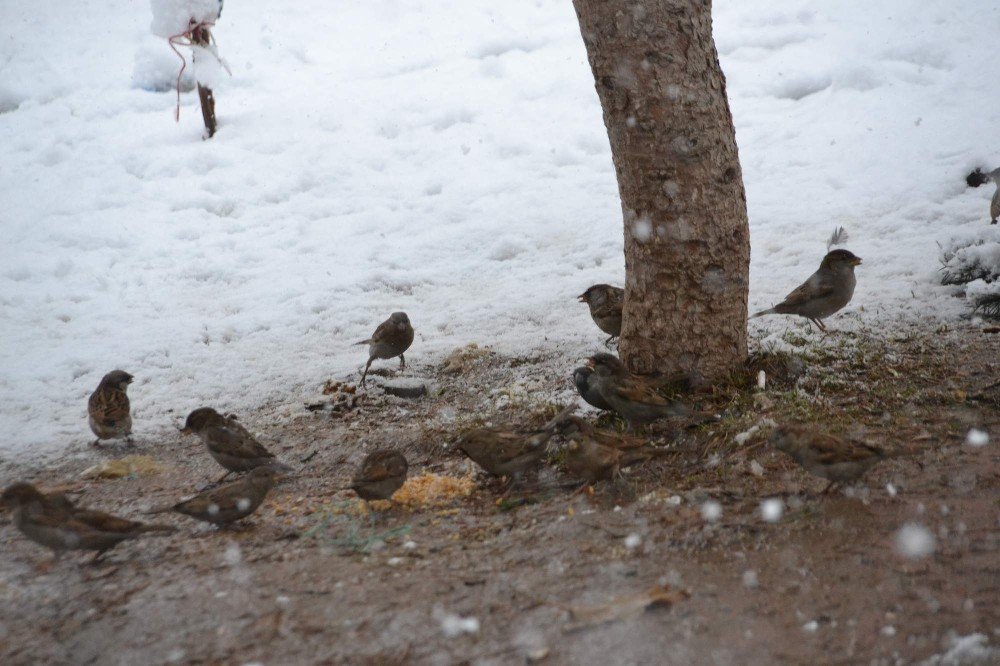 Siirt’te Kuşlar İçin Doğaya Yem Bırakıldı