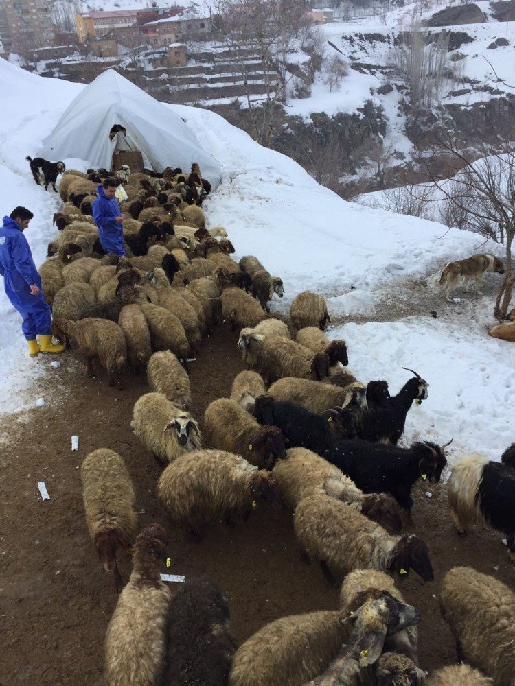 Bitlis’te Şap Aşısı Ve Küpeleme Çalışması