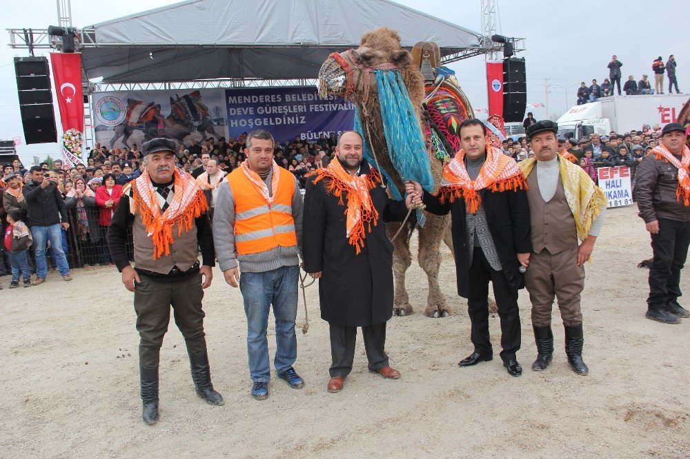 Menderes Deve Güreşleri Festivali Başlıyor