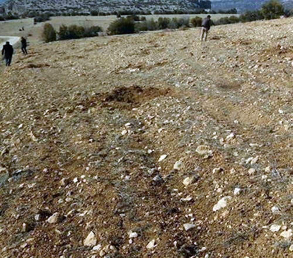 Hırsızlar Yeni Dikilen Zeytin Fidanlarını Çaldı