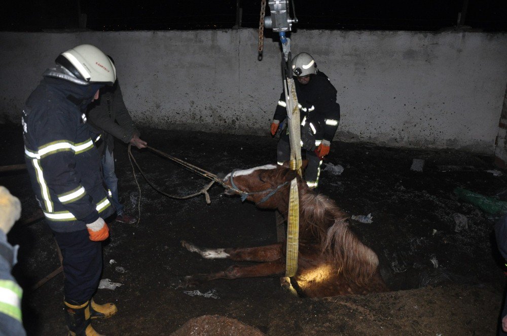 Fosseptik Çukuruna Düşen Yarış Atı İçin Seferberlik