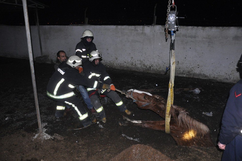 Fosseptik Çukuruna Düşen Yarış Atı İçin Seferberlik