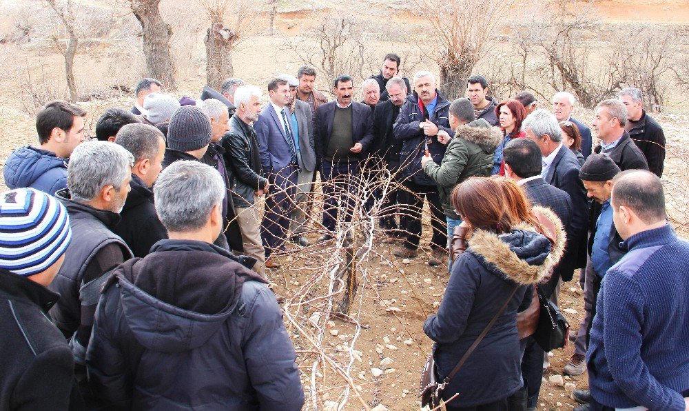 Bağ Yetiştiricilerine Bağ Budama Eğitimi Verildi