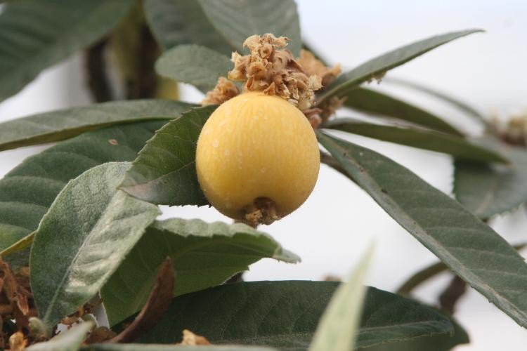 Bolu Belediyesine Ait Seralarda Tropikal Meyveler Üretiliyor