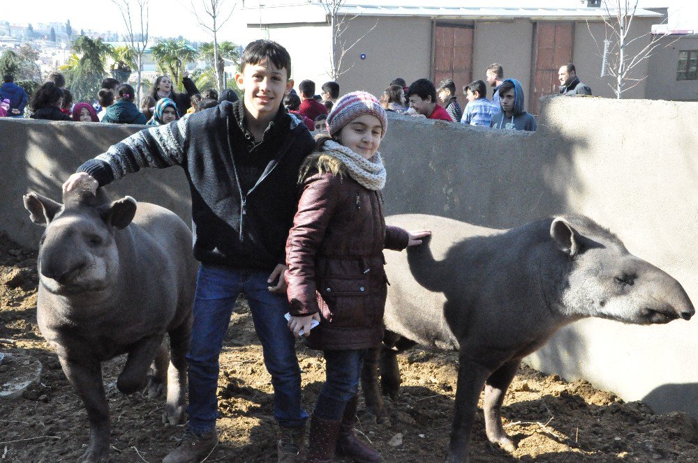 Temel İsimli Tapir 7. Yaşını Çocuklarla Birlikte Kutladı