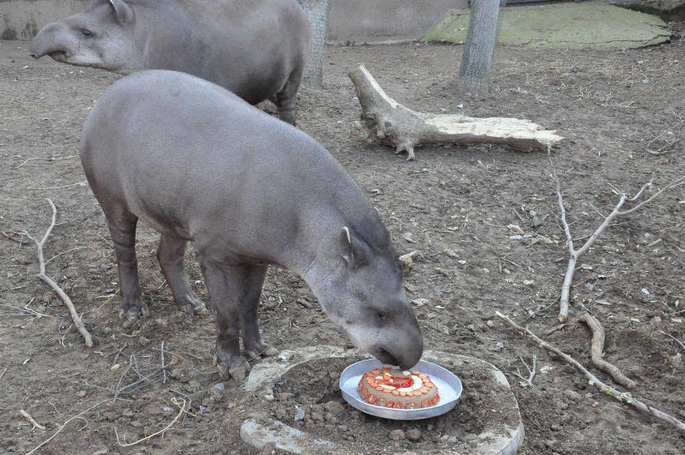 Temel İsimli Tapir 7. Yaşını Çocuklarla Birlikte Kutladı