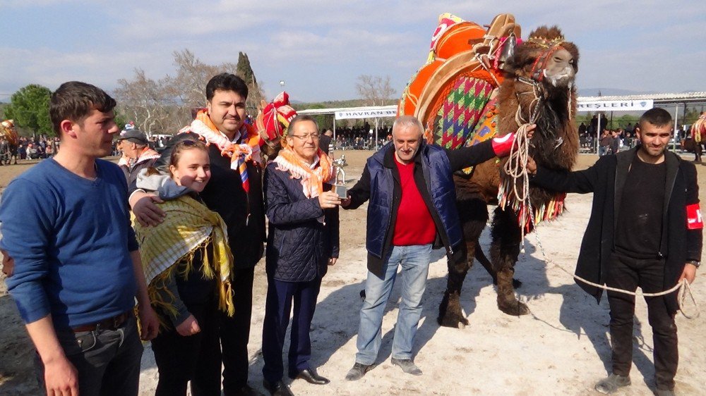 Güreşen Develeri Onlarca Kişi Zor Ayırdı