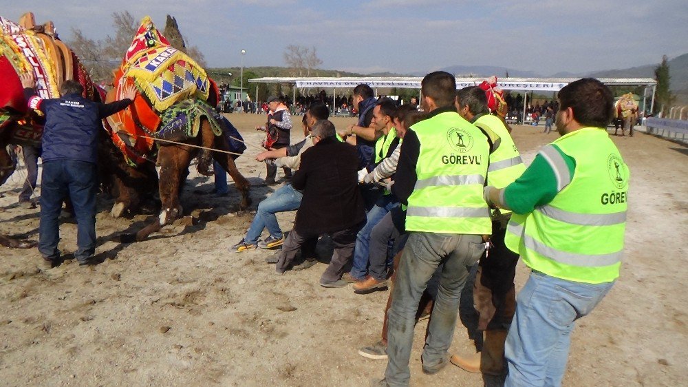 Güreşen Develeri Onlarca Kişi Zor Ayırdı