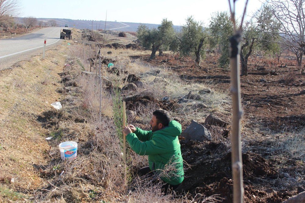 Kilis’te Karayolları Ağaçlandırılıyor