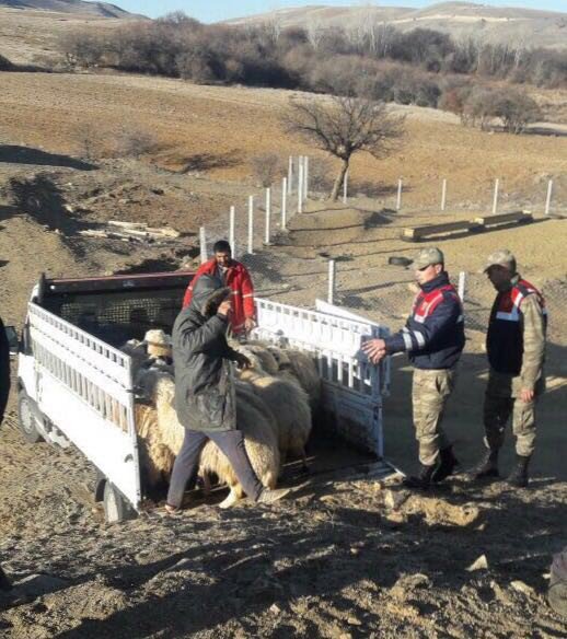 Elazığ’da Koyun Çalan Hırsızlar Yakalandı