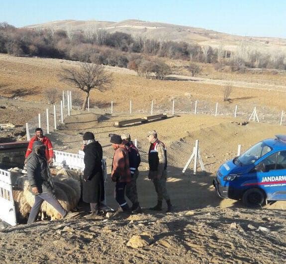 Elazığ’da Koyun Çalan Hırsızlar Yakalandı