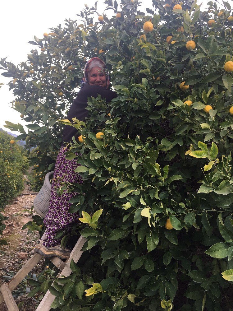 Mersin’de Limon Hasadı Sürüyor