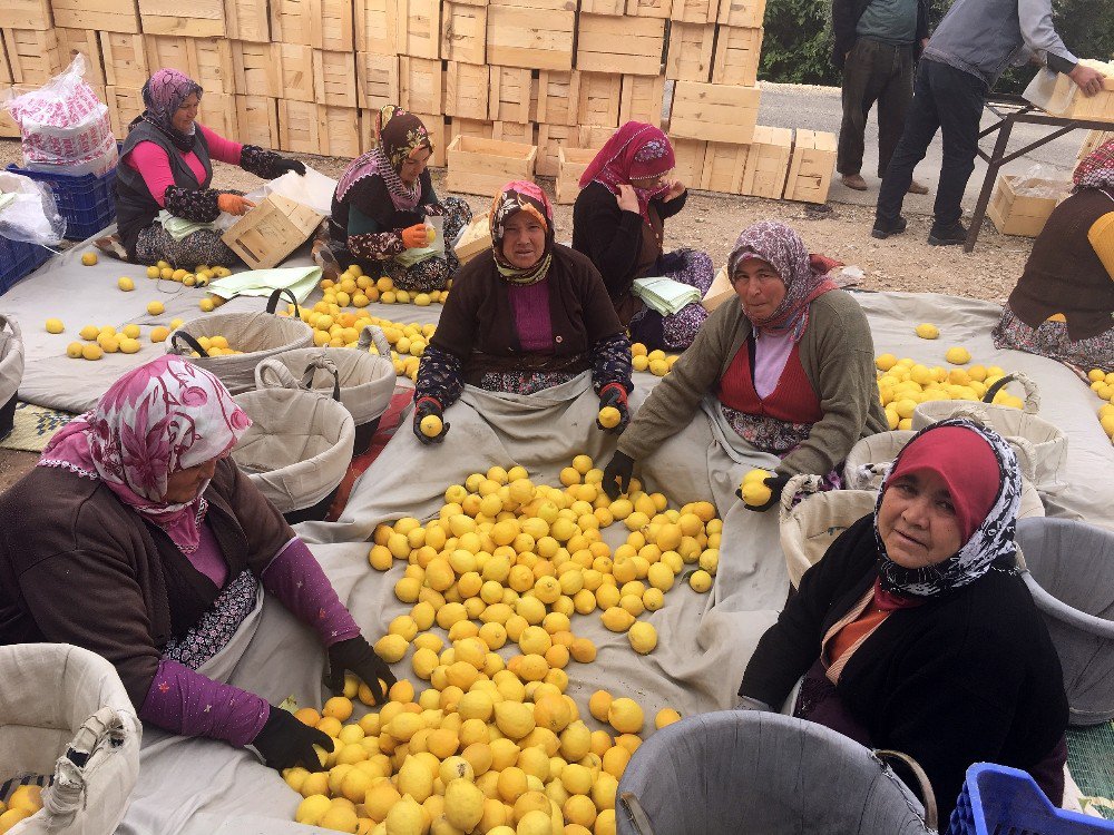 Mersin’de Limon Hasadı Sürüyor