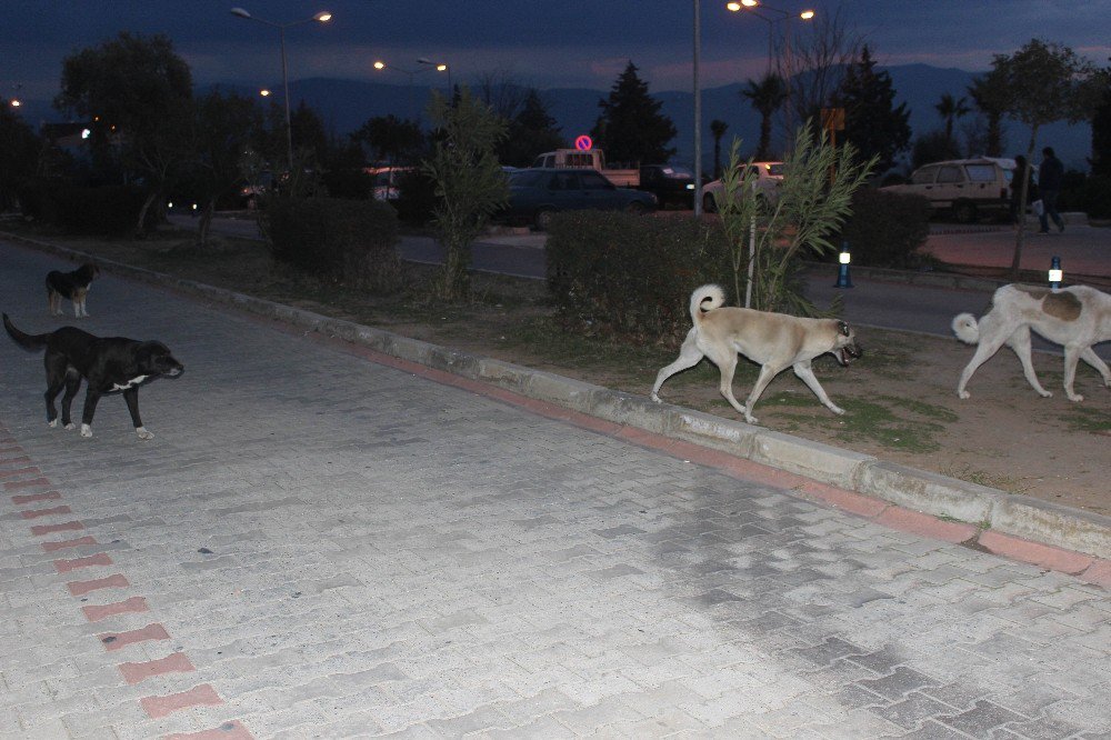 Üniversite Hastanesinin Bahçesi Köpek Barınağına Döndü