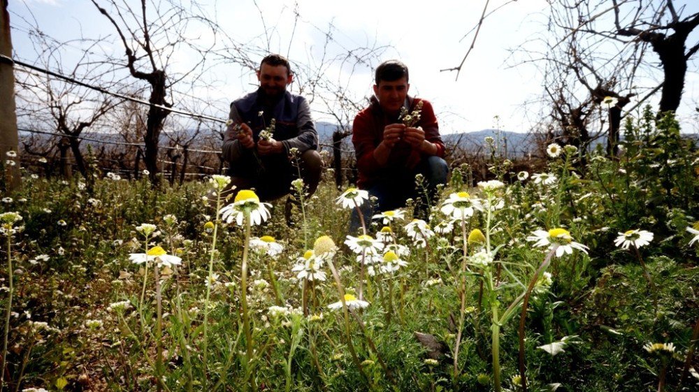 Cemre Havaya Düştü, Çalışmalar Hızlandı