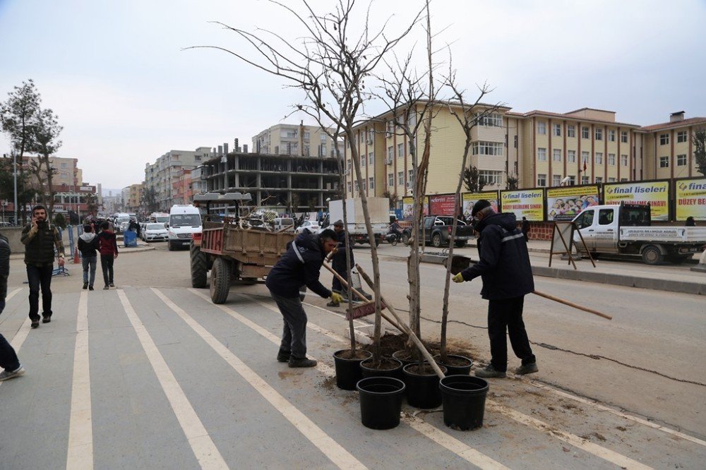 Cizre Belediyesi Ağaç Budama Çalışması Başlattı