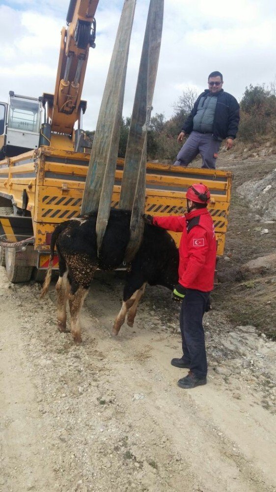 Mahsur Kalan İnek Vinç İle Kurtarıldı