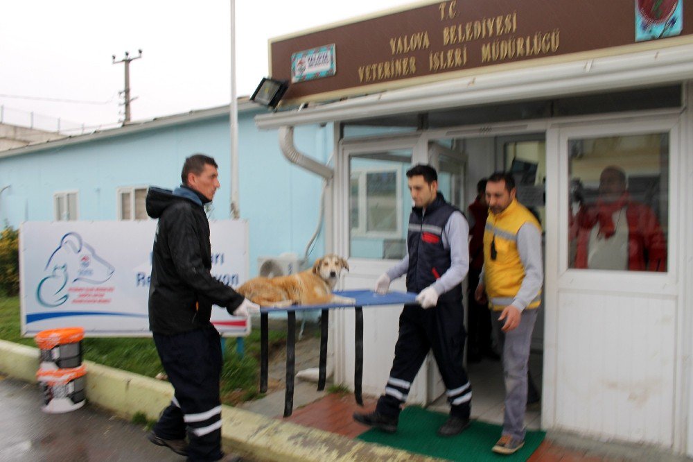 Ayakları Kırılan Hayvan İçin Özel Ambulans