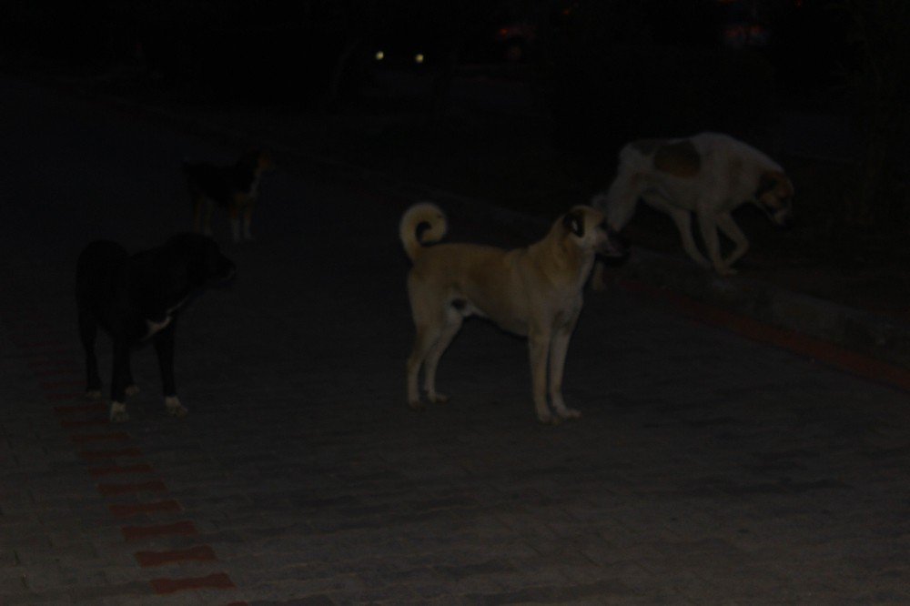 Üniversite Hastanesinin Bahçesi Köpek Barınağına Döndü