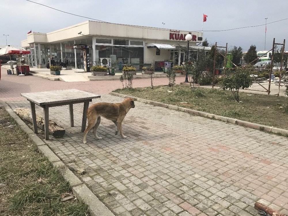 Alaplı’ya Bırakılan Köpekler İçin Belediye Alarmda